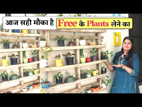 आज सही मौका है Free के Exotic Plants लेने का लेने से पहले पूरा सच तो जान लो - कैसा है ये !