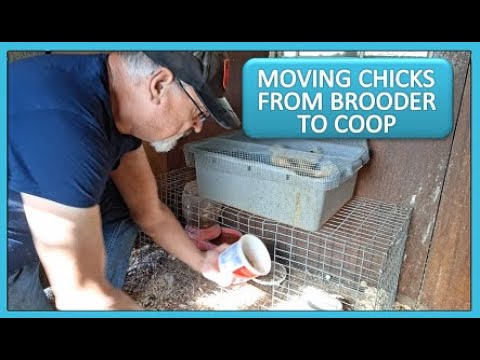 HOMESTEAD LIVESTOCK - MOVING CHICKS FROM BROODER TO COOP