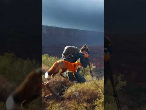 Fox’s Intuition Guides Climbers to Safety During Landslide Threat #rescue#dog #animals
