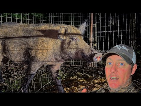 Big boar STANK so bad I PUKED.  Trapped a beaver and broken gear.