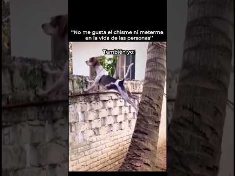 El Perro Escalador #shorts #memes #dogs #funny #humor #dogshorts #dogvideos