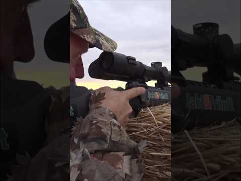 "One Shot Success – Roe Deer Hunting Close Range"#QuickShot#DeerDown#HuntingLife