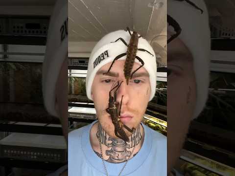 Bugs Evolution Part 2
