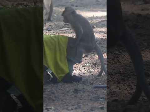 Monkey playing look very funny 🤣🤣🤣🤣 #funnymonkey #monkeys