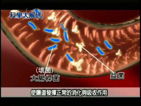 11  益菌對腸功效大 - YouTube(2分25秒)