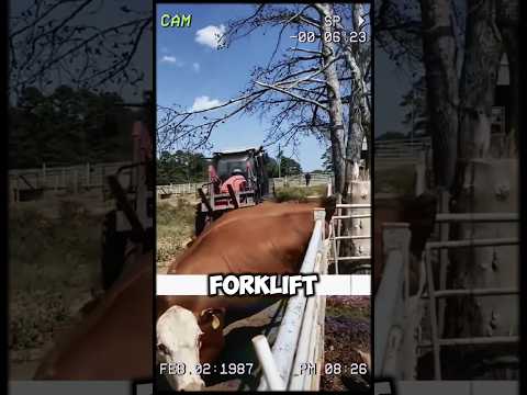 How a Forklift Saved This Cow's Life in the Most Unexpected Way! #shorts #short