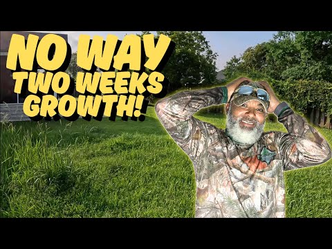 3 Feet Grass Growth in Two Weeks, this Amazing!