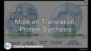 More on Translation, Protein Synthesis