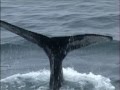 Humpback Whale Characteristics and Behavior