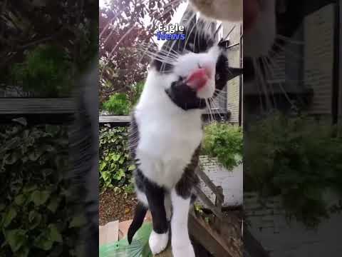 Um vídeo de um gato viralizou nas redes sociais ao mostrar com uma go pro a rotina gatinho na rua