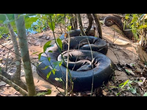 ENCONTRAMOS A MAIOR SUCURI DO BRASIL! CAÇADORES DE ANACONDAS - EPISÓDIO 1