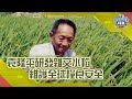 Hybrid Rice Development and Impact