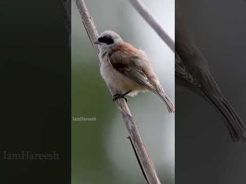 Penduline Tit bird has a clever way of building its nest.
