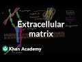 Understanding Cells, Tissues, and the Extracellular Matrix