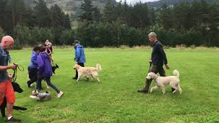 Hundetrening