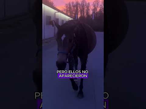 Grateful horse