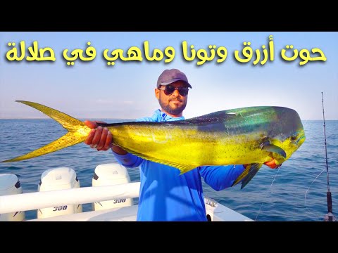 صدنا تونا وصورنا الحوت الأزرق في مكشات صلالة || Tuna and Blue Whale in Salalah