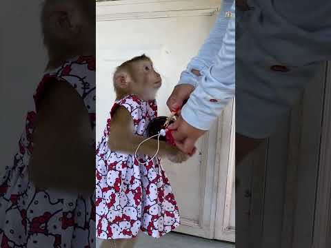 Monkey LyLy is really smart #shorts #monkey #youtubeshorts #viral #animals #petmonkey #smart