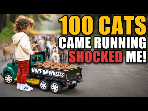 This Kid Used a Toy Truck to Feed Over 100 Stray Cats – What Happened Shocked Me