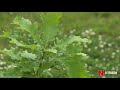 Tree Planting and Care Concepts