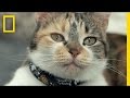 Understanding the Video Transcript