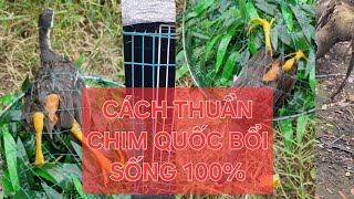 Cách Nuôi chim quốc bổi thuần cám sống 100% đơn giản.THẾ HIỂN chia sẻ kinh nghiệm nuôi chim quốc bổi