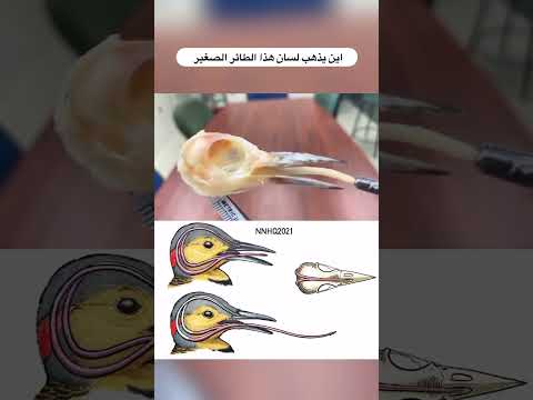 أين ذهب لسان هذا الطائر 👀