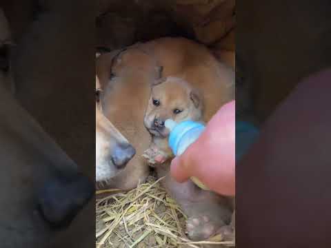 沒靈液 睡不著 #田園犬#小奶狗#狗狗#小狗崽#中華田園犬