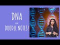DNA Structure and Function Concepts