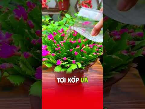 #bonsai #caybuttre #caycanh #caytrongnha #fruit #farming
