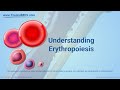 Blood Cell Development and Functions