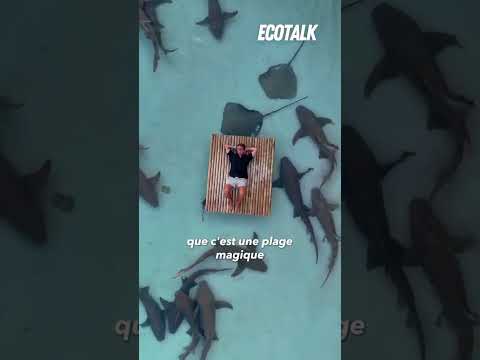 La face cachée des plages de requins aux Maldives