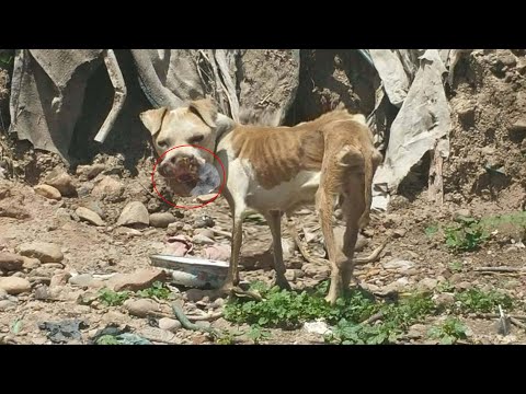 She was chased, unloved, left to suffer—just because her hundred tumors pain made her look "Ugly"