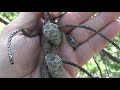 Jack Pine Characteristics and Ecology