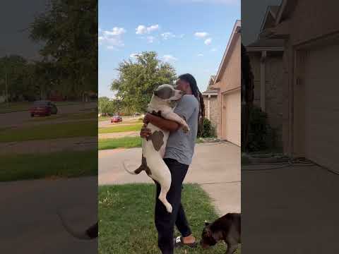 Junior snaps on Duke ?? #nbf #nbfkennel #dog #puppy #pitbull #abkc