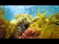 Aquaculture and Mentorship Concepts