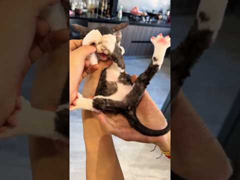 A very shy cat #funny #cats #cat #pets #reels #funnycats #catvideos #funnyvideo