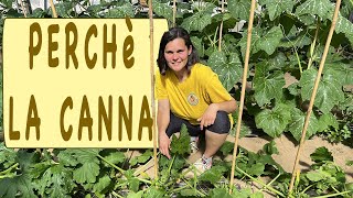 coltivare le ZUCCHINE - CONSIGLI E TRUCCHI