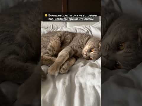 Признаки того, что Ваша кошка Вас не любит ?
