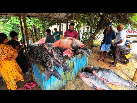 Shocking! 100KG Catla Fish Brought to Our Village – What Happened Next Left Everyone Speechless!
