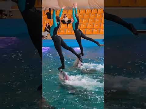 Two girls showed dolphins playing fish๐ฒ#shorts #facts