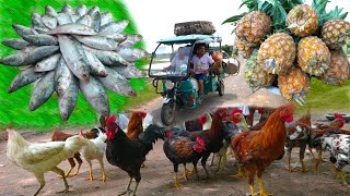 Bengali famous Sorshe Ilish & Deshi Morog Curry recipe cooking for village people | villfood Kitchen