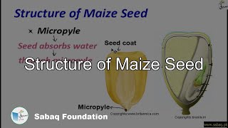 Structure of Maize Seed