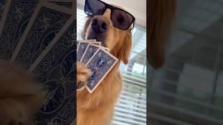 #SolitaireClashPartner Teddy and the gang found a new favorite game!
