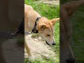 Zoo Enrichment Walks and Animal Behavior