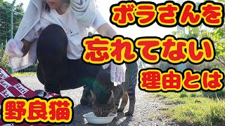 【野良猫】お腹が減って限界・・・来るのが遅いと鳴き叫ぶ