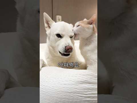 고양이 그루밍이 아팠을 때 진돗개 반응