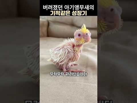 부모에게 외면당한 아기앵무새의 기적같은 성장기#아기앵무새구조 #코카틸 앵무새