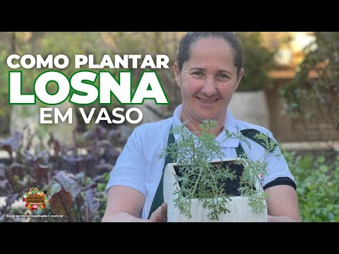 Como Plantar Losna em Vaso - Um Remédio Natural Poderoso