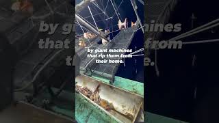 This Is the Reality of Industrial Squid Fishing 💔🦑